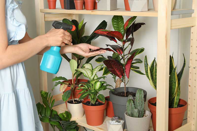 Lady spraying all of her indoor plants on a wooden shelf.