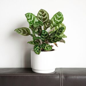 a green-striped plant in a white planter on a leather shelf