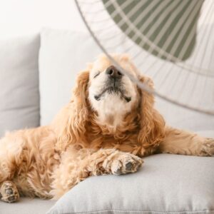 a cocker spaniel sitting on a couch enjoying breeze from a fan