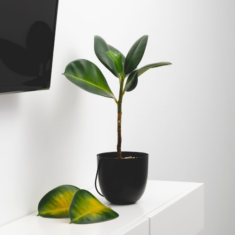 a long skinny house plant with big leaves in a black pot on a white dresser with leaves next to it